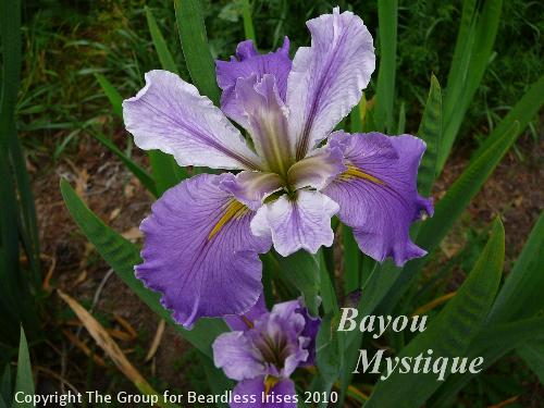 Bayou Mystique (1)